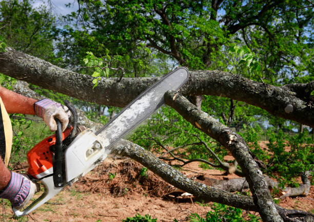 Landscape Design and Installation in Grantville, GA